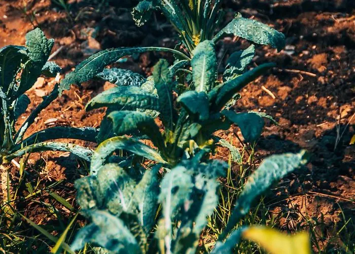 Rambuje Hotel Lezhë